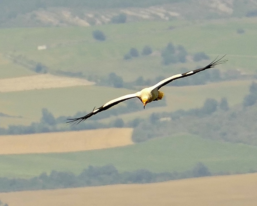 Egyptian vulture